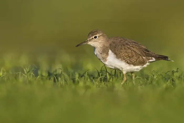 Framed Print : Common Sandpiper, Actitis hypoleucos
