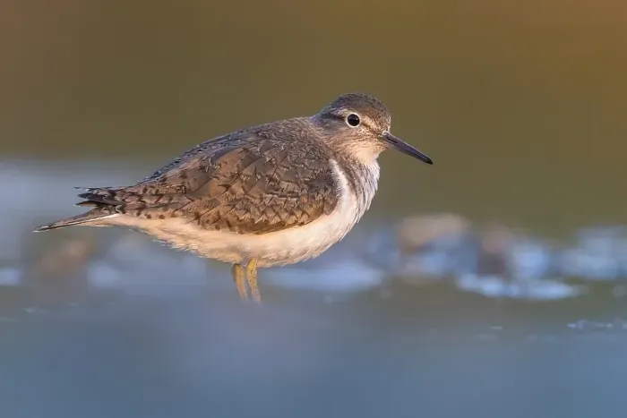 Framed Print : Common Sandpiper, Actitis hypoleucos Framed Print : Common Sandpiper, Actitis hypoleucos