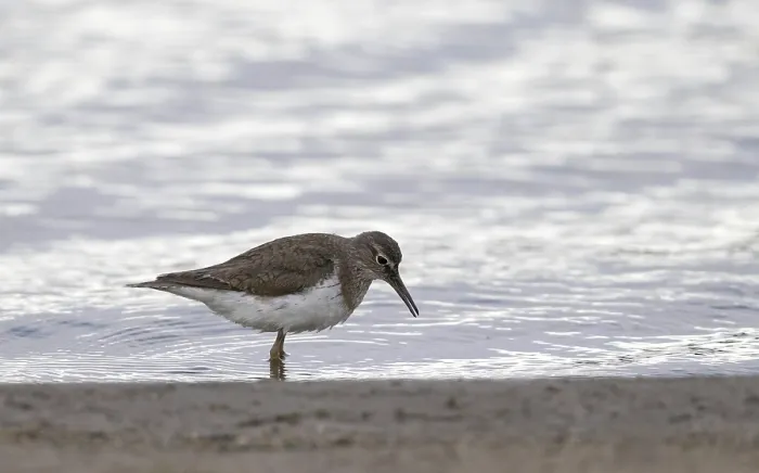 Framed Print : Common Sandpiper, Actitis hypoleucos