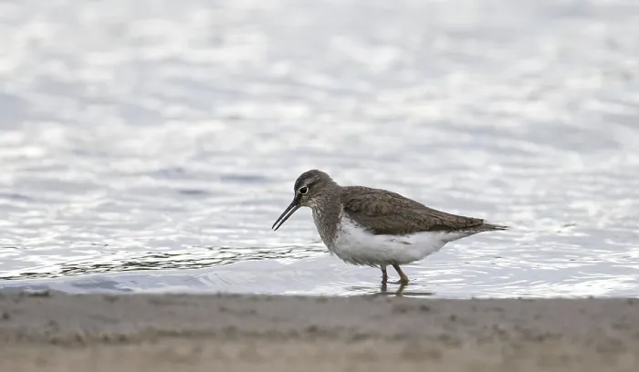 Framed Print : Common Sandpiper, Actitis hypoleucos Framed Print : Common Sandpiper, Actitis hypoleucos