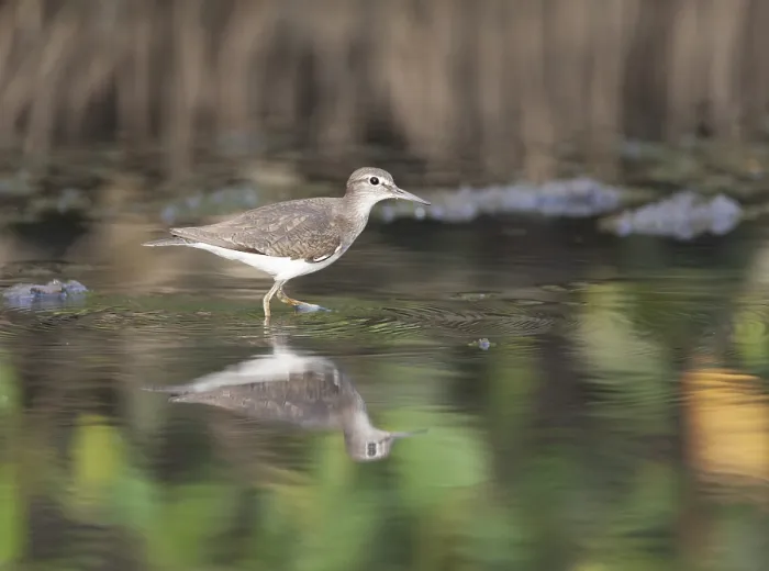 Framed Print : Common Sandpiper, Actitis hypoleucos
