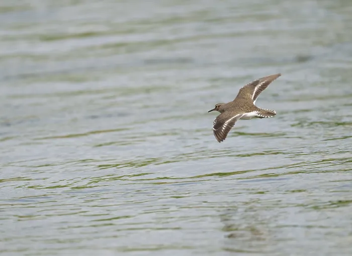 Framed Print : Common Sandpiper;Actitis hypoleucos Framed Print : Common Sandpiper;Actitis hypoleucos