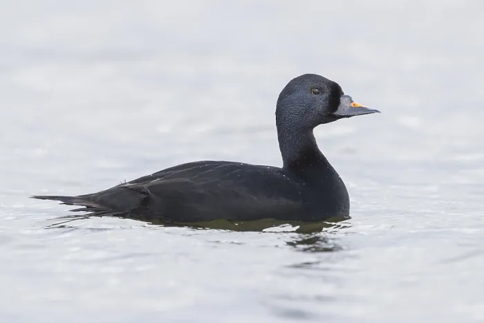 Framed Print : Common Scoter