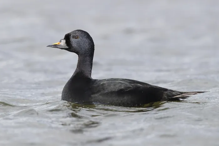 Framed Print : Common Scoter
