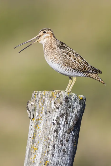 Framed Print : Common Snipe Framed Print : Common Snipe