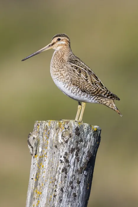 Framed Print : Common Snipe Framed Print : Common Snipe