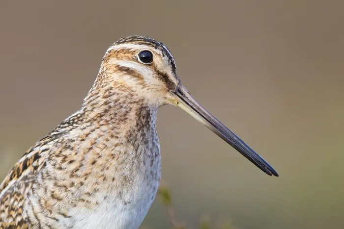 Framed Print : Common Snipe Framed Print : Common Snipe