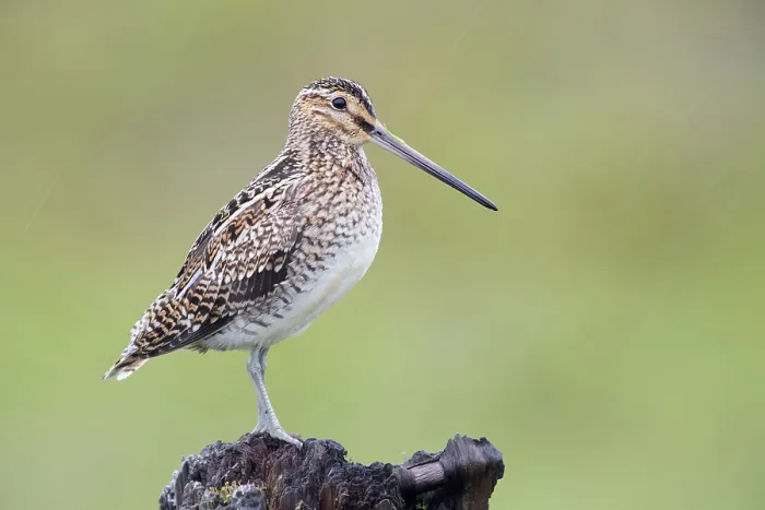 Framed Print : Common Snipe