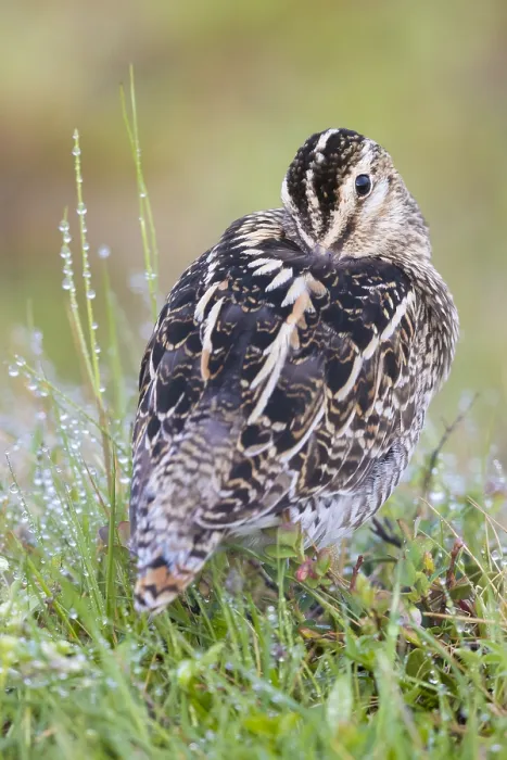 Framed Print : Common Snipe
