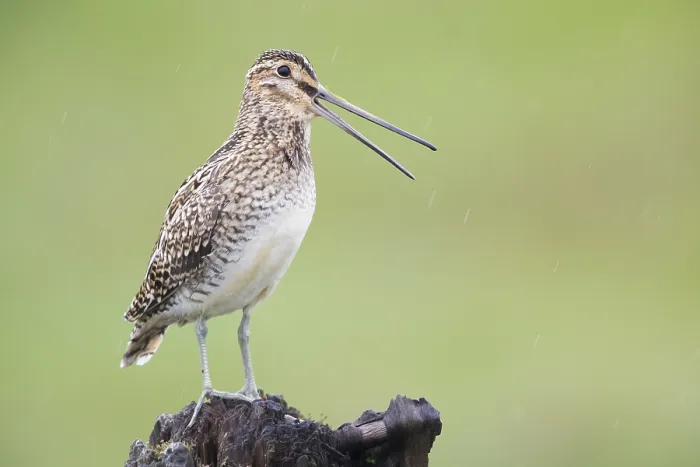 Framed Print : Common Snipe