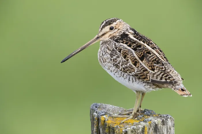 Framed Print : Common Snipe