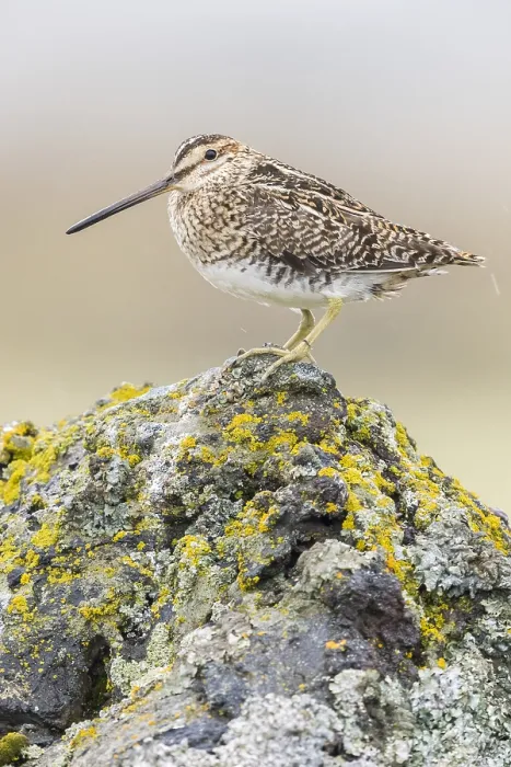Framed Print : Common Snipe
