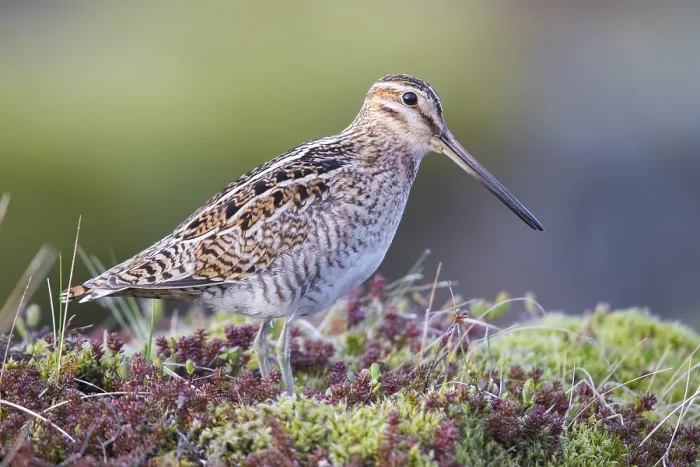 Framed Print : Common Snipe