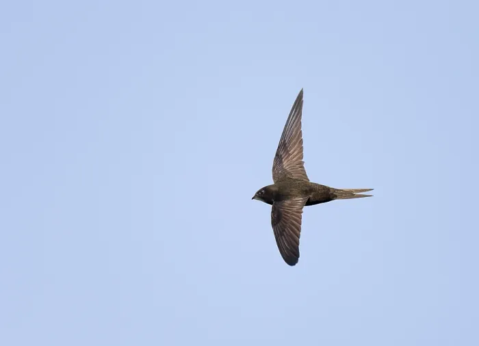 Framed Print : Common Swift, Apus apus