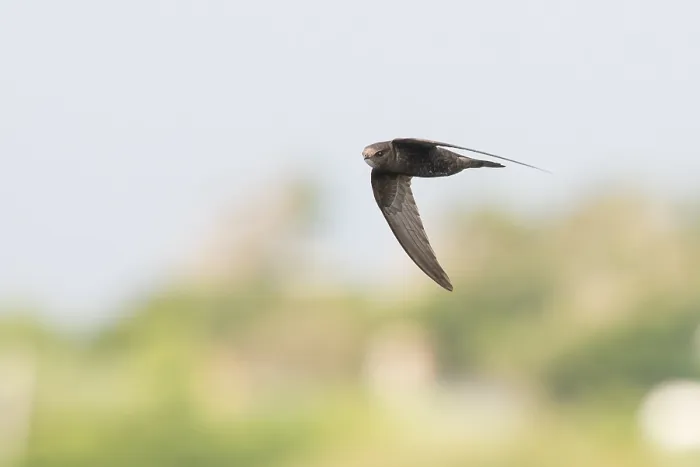 Framed Print : Common Swift, Apus apus