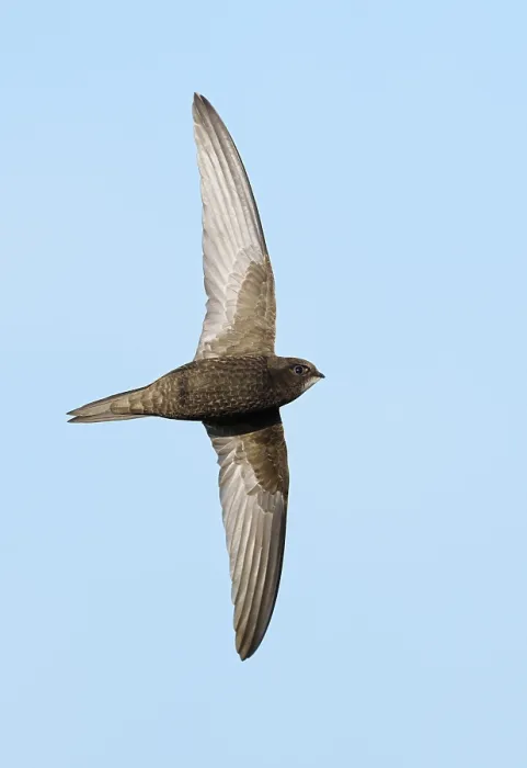 Framed Print : Common Swift;Apus apus