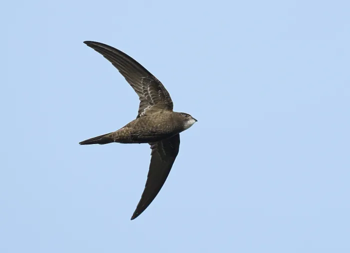 Framed Print : Common Swift;Apus apus