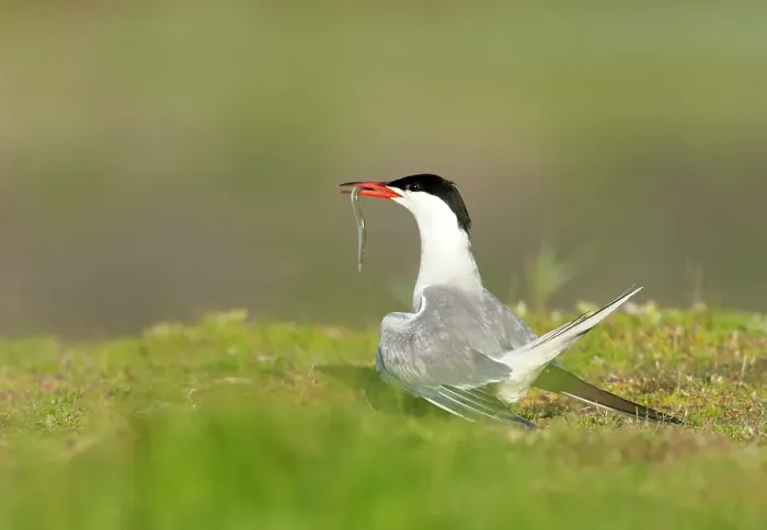 Framed Print : Common Tern, Sterna hirundo
