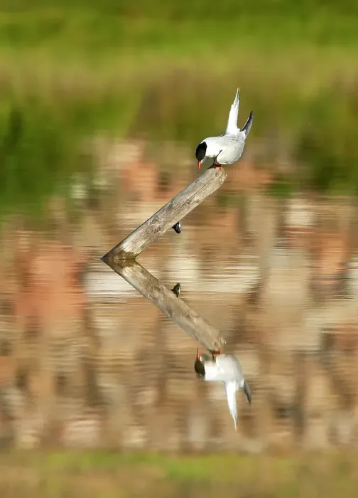 Framed Print : Common Tern, Sterna hirundo