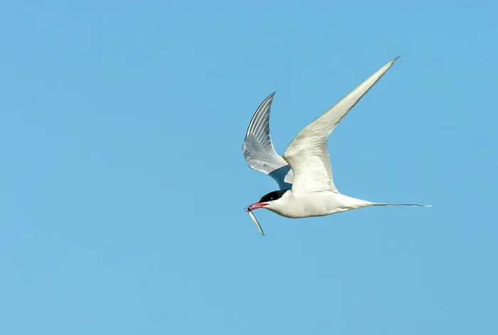 Framed Print : Common Tern, Sterna hirundo