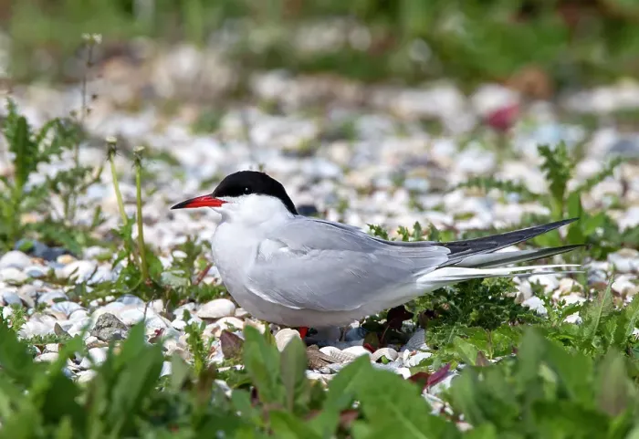Framed Print : Common Tern, Sterna hirundo
