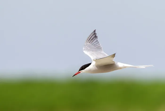 Framed Print : Common Tern, Sterna hirundo