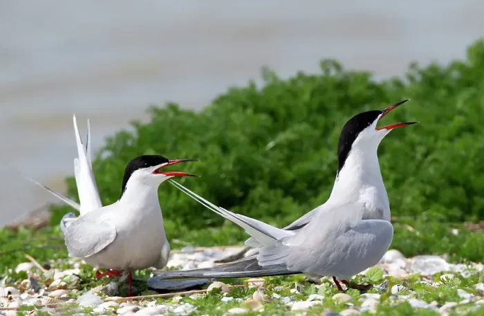Framed Print : Common Tern, Sterna hirundo