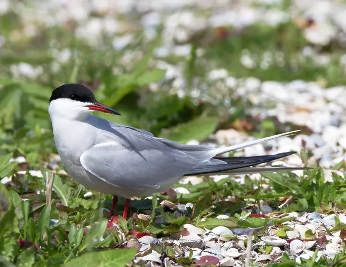 Framed Print : Common Tern, Sterna hirundo