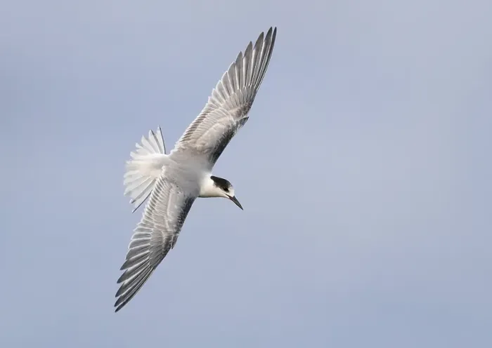 Framed Print : Common Tern, Sterna hirundo