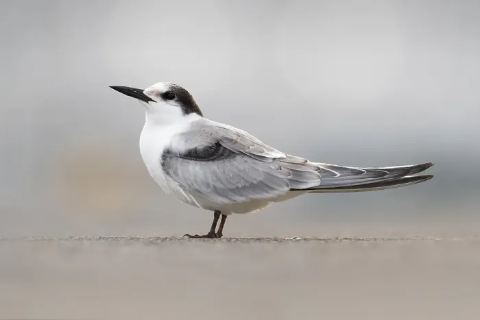 Framed Print : Common Tern, Sterna hirundo