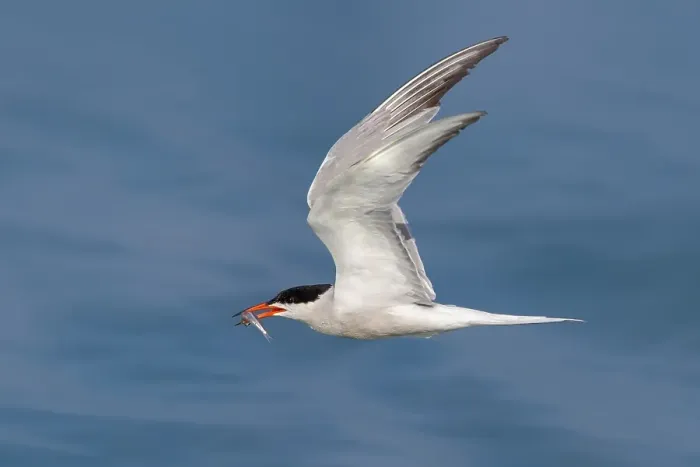 Framed Print : Common Tern; Sterna hirundo