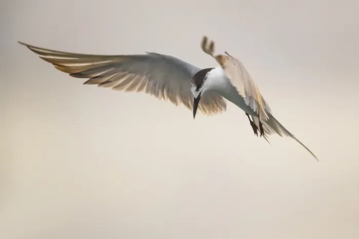 Framed Print : Common Tern, Sterna hirundo