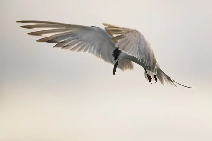 Framed Print : Common Tern, Sterna hirundo