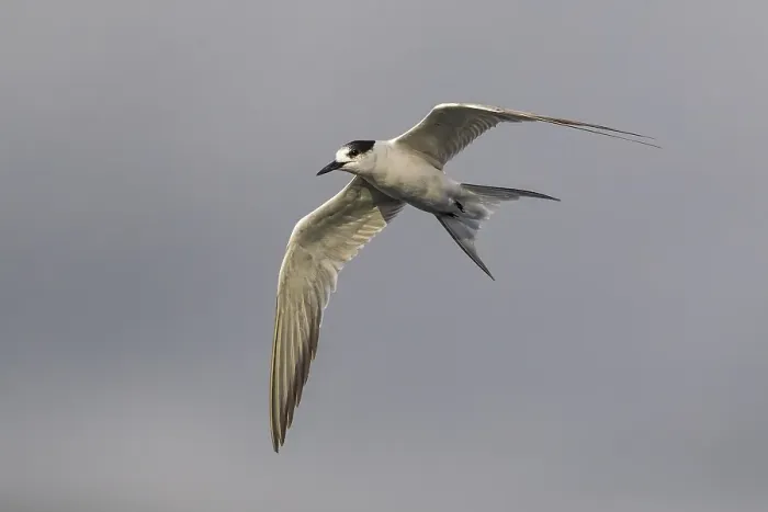 Framed Print : Common Tern, Sterna hirundo