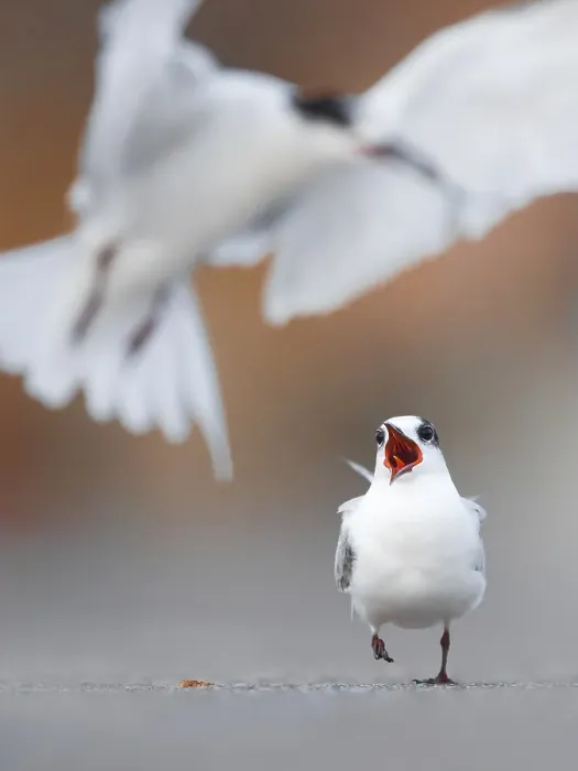 Framed Print : Common Tern, Sterna hirundo