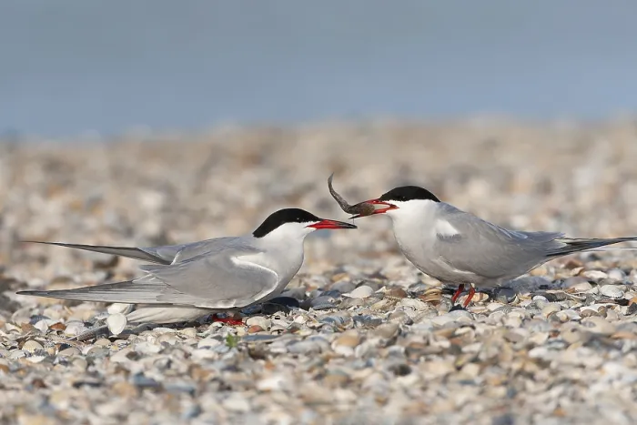 Framed Print : Common Tern, Sterna hirundo