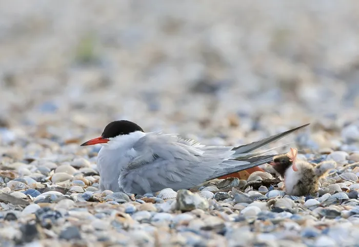 Framed Print : Common Tern, Sterna hirundo Framed Print : Common Tern, Sterna hirundo
