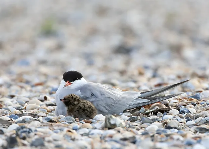 Framed Print : Common Tern, Sterna hirundo
