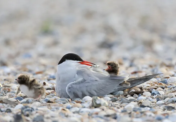 Framed Print : Common Tern, Sterna hirundo