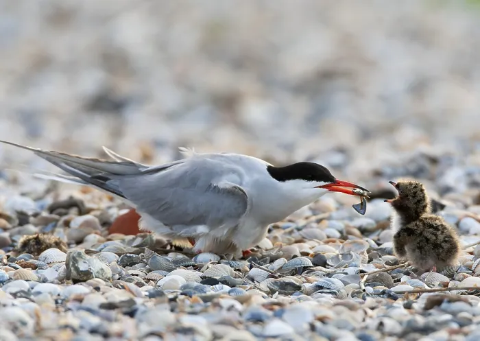 Framed Print : Common Tern, Sterna hirundo