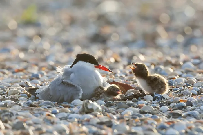 Framed Print : Common Tern, Sterna hirundo