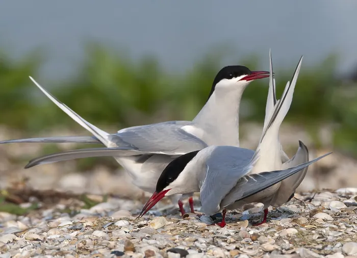 Framed Print : Common Tern, Sterna hirundo