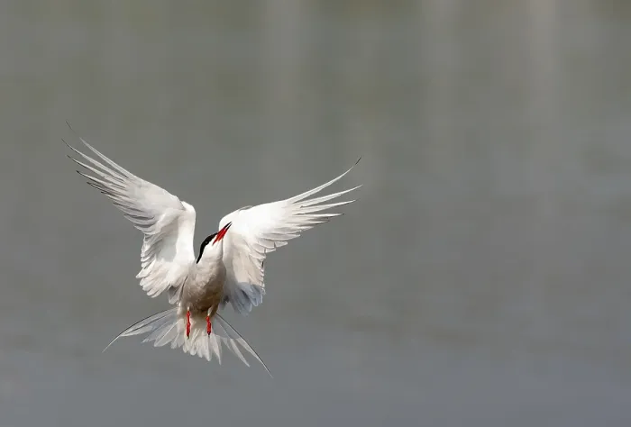 Framed Print : Common Tern, Sterna hirundo