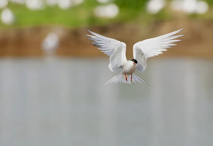 Framed Print : Common Tern, Sterna hirundo