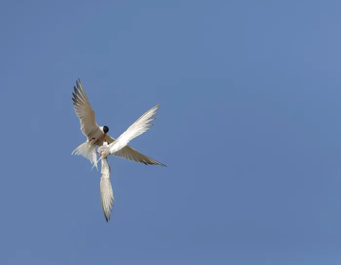 Framed Print : Common Tern, Sterna hirundo