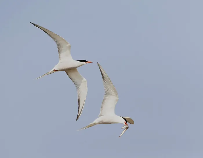 Framed Print : Common Tern, Sterna hirundo Framed Print : Common Tern, Sterna hirundo