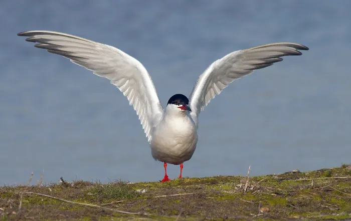 Framed Print : Common Tern, Sterna hirundo
