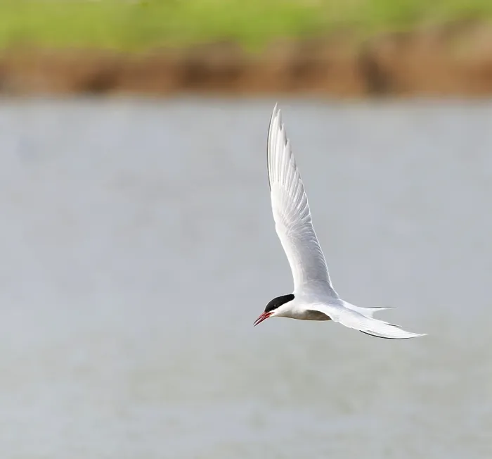 Framed Print : Common Tern, Sterna hirundo