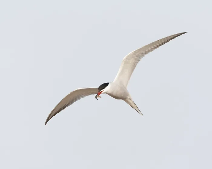 Framed Print : Common Tern, Sterna hirundo