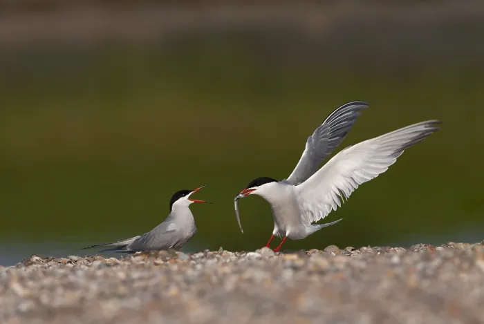 Framed Print : Common Tern, Sterna hirundo